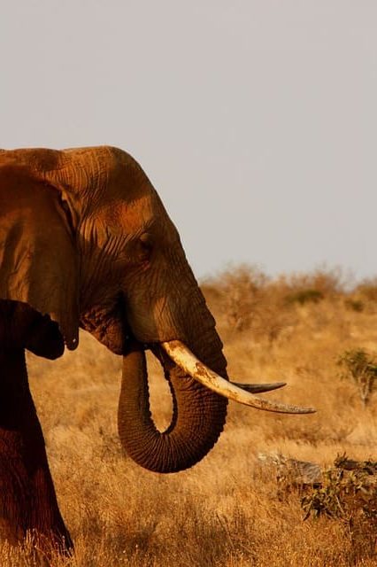 Elefanten sehen in Kenia