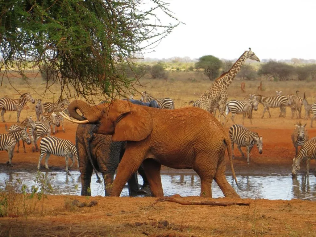 Big Five in Kenia