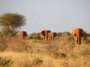 Elefanten auf dem Weg zum Wasserloch