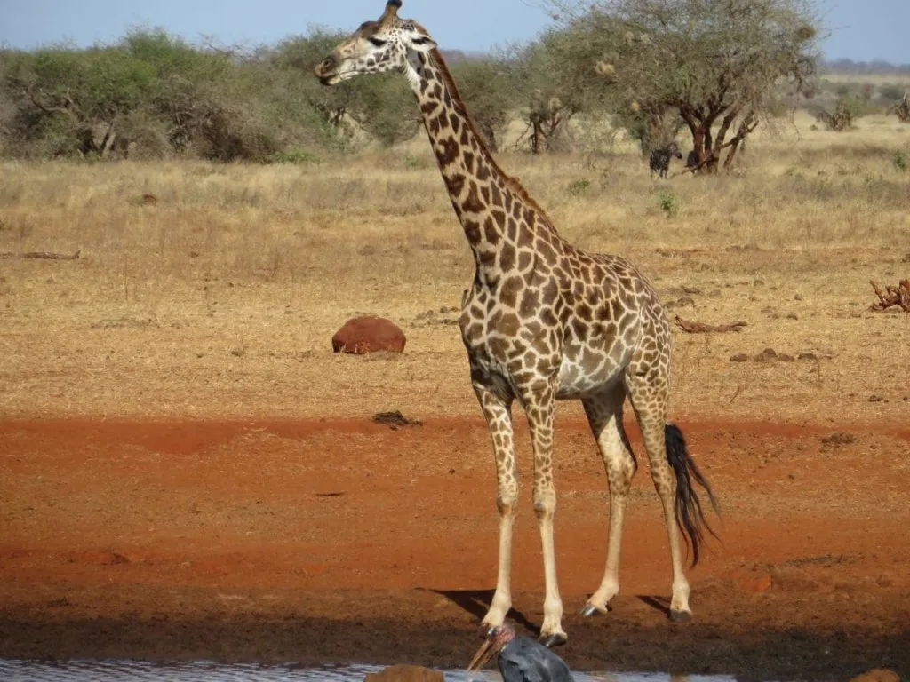 Giraffen in Kenia