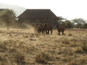 Lodge Safari in Kenia