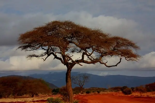 Safari in Kenia bei Nacht