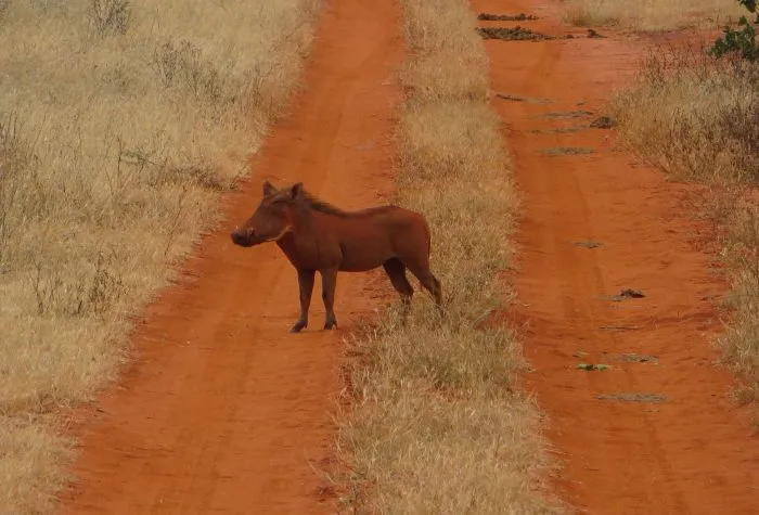 Warzenschwein in Kenia