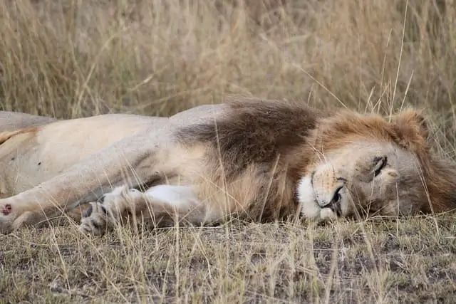 Sicherheit in Kenia