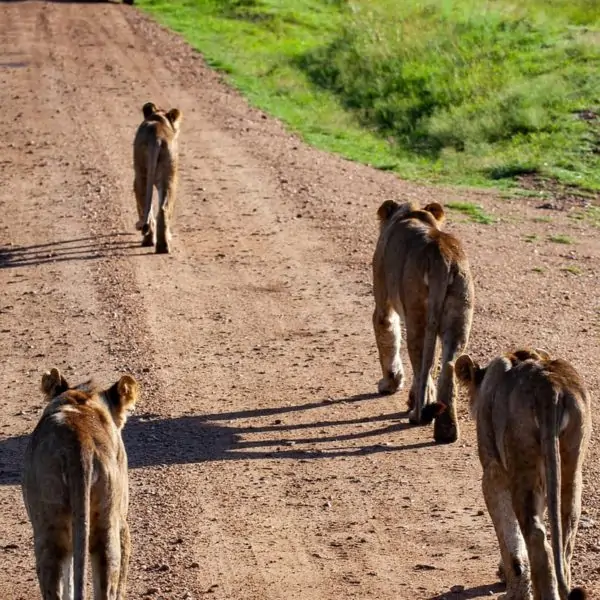 FAQ zu Safari in Kenia