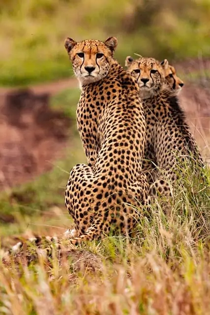 Tiere auf der Safari in Kenia